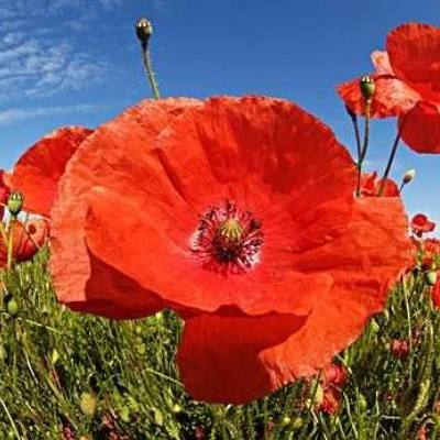 贝博app代言艾弗森